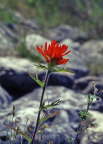 Indian Paintbrush