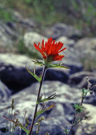 Indian Paintbrush