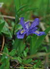 Dwarf Lake Iris