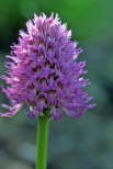 Orchis italica