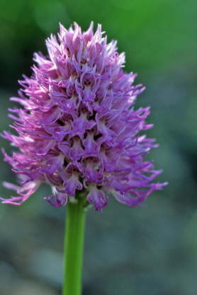 Orchis italica