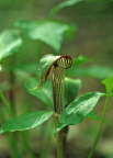Jack in the Pulpit