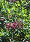 Laurel