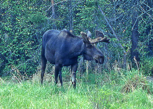 Kanada