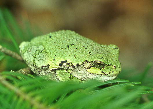 Kanada