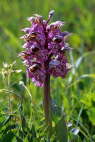 Orchis lactea
