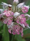 Orchis lactea