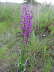 Orchis laxiflora