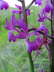 Orchis laxiflora