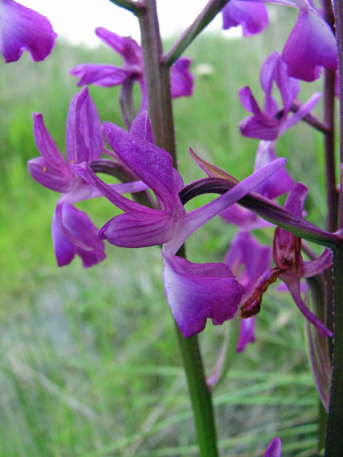 Orchis laxiflora
