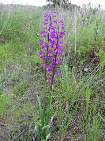 Orchis laxiflora