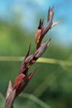 Serapias laxiflora