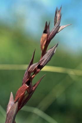 Serapias laxiflora