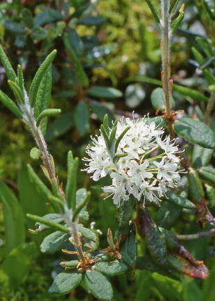 Labrador Tea