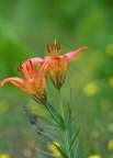 Western Wood Lily