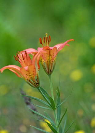 Western Wood Lily