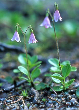 Twinflower