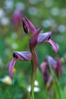 Serapias lingua
