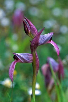 Serapias lingua