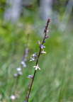 Spiked Lobelia