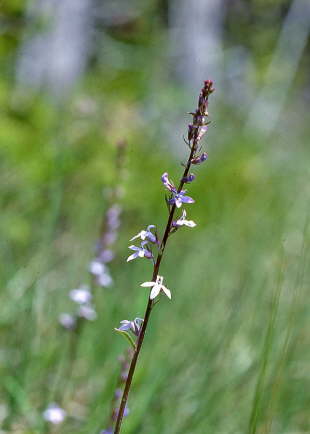 Spiked Lobelia
