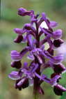 Orchis longicornu