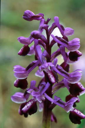 Orchis longicornu