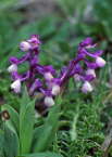 Orchis longicornu