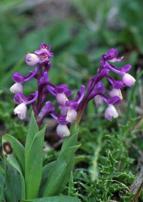Orchis longicornu