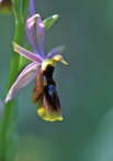 Ophrys lunulata