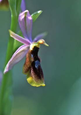 Ophrys lunulata