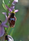 Ophrys lunulata