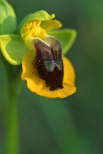 Ophrys lutea