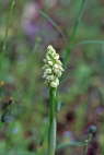 Neotinea maculata