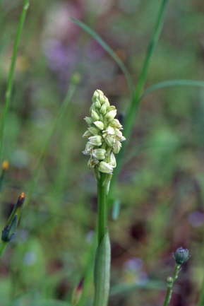 Neotinea maculata
