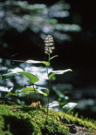 Canada Maiflower