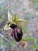 Ophrys mammosa