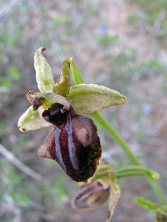 Ophrys mammosa