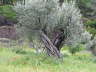 Rhodos