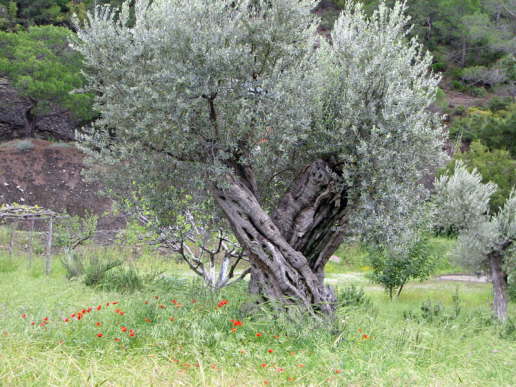 Rhodos