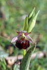 Ophrys morisii