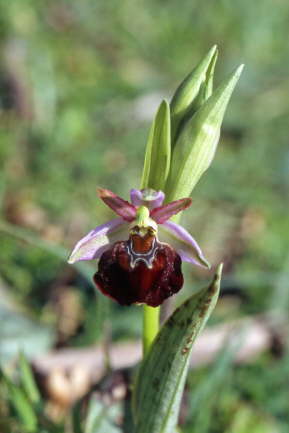 Ophrys morisii