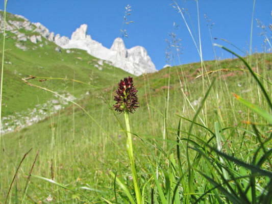 Schwarzes Kohlrschen