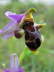 Ophrys oestrifera