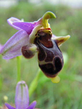 Ophrys oestrifera