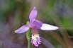 Snake Mouth Orchid