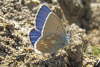 Kleiner Alpenbluling