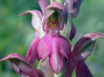 Orchis sancta