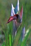 Serapias orientalis