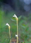 One-flowered Cancer Root